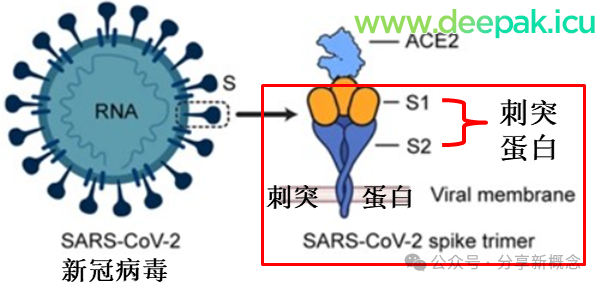 “刺突蛋白病”：新冠的刺突蛋白具有致病性，既来自病毒，也来自mRNA疫苗
