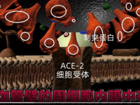 心肌炎的医学症狀【视频】