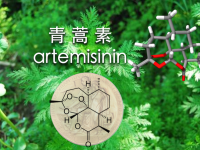 青蒿素通俗问答参考,“青蒿素“和“青蒿素衍生物”有什么不同?