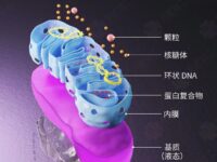 什么东西给人带来能量？除了金钱地位那就是线粒体