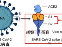 “刺突蛋白病”：新冠的刺突蛋白具有致病性，既来自病毒，也来自mRNA疫苗
