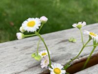 长新冠与长疫苗与艾滋病