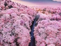 春夏秋冬二十四节气顺时养生表